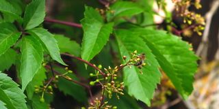 蜜蜂在野花上。蜜蜂在开花的树枝上采集花蜜和花粉。藤蔓花的特写。飞舞的蜜蜂在春日里给花授粉。动物昆虫野生动物