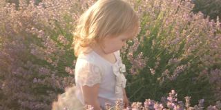 一个漂亮的女孩拿出一朵花。日落时一片紫色的淡紫色幸福，微笑，热爱自然。孩子在户外，家人在一起。慢镜头，特写。芳香疗法、石油