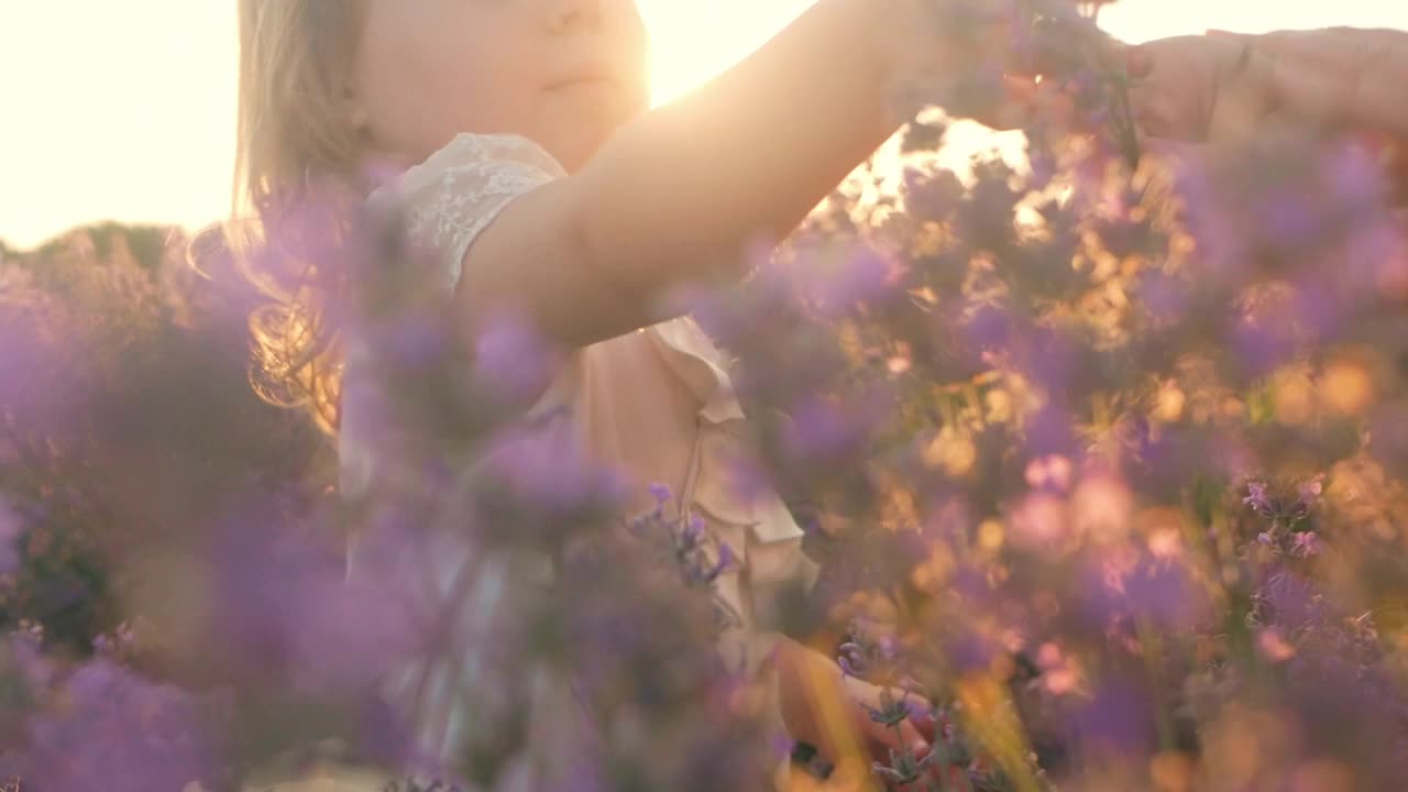日落时分，薰衣草田里的一个孩子。爱自然，关爱自然。芳香疗法,石油。农业业务。紫色的花，幸福，微笑。