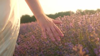 女手在薰衣草的田野里，抚摸着花朵。热爱自然，温柔和美丽。日落。芳香疗法，石油，农业。慢动作视频素材模板下载