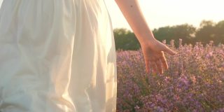 女手在薰衣草的田野里，抚摸着花朵。热爱自然，温柔和美丽。日落。芳香疗法，石油，农业。母亲和孩子，一家人在一起