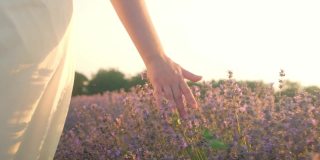 女手在薰衣草的田野里，抚摸着花朵。热爱自然，温柔和美丽。日落。芳香疗法，石油，农业。