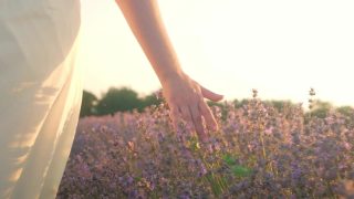 女手在薰衣草的田野里，抚摸着花朵。热爱自然，温柔和美丽。日落。芳香疗法，石油，农业。视频素材模板下载