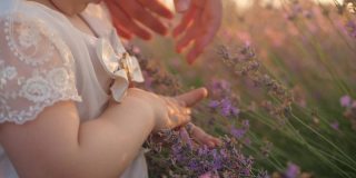 女人的手拥抱着一束鲜花。日落时分美丽的薰衣草田。芳香疗法，石油，农业。收获的鲜花。屏幕保护程序,背景,素材。孩子中风