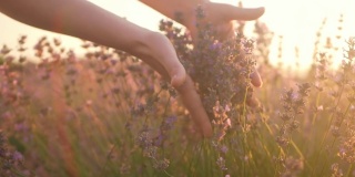 女人的手拥抱着一束鲜花。日落时分美丽的薰衣草田。芳香疗法，石油，农业。收获的鲜花。屏幕保护程序,背景,素材。慢动作