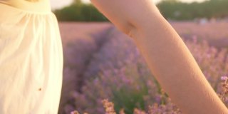 女人的手拥抱着一束鲜花。日落时分美丽的薰衣草田。芳香疗法，石油，农业。收获的鲜花。屏幕保护程序,背景,素材。运行通过手