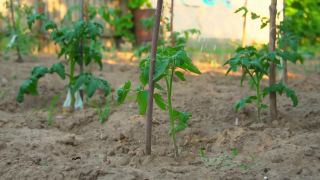 女孩用喷壶给西红柿浇水。番茄生长。农业。视频素材模板下载