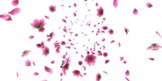 3D动画粉红色樱花花瓣与阿尔法层流动