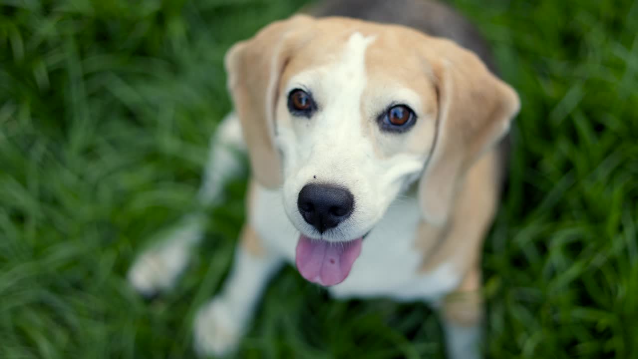 小猎犬在后院里的肖像。可爱的小狗在草地上行走的自然背景。狗和宠物的概念。