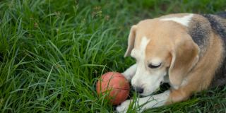 小猎犬在草地上玩接球。可爱的小狗在户外花园的乐趣。狗和宠物。
