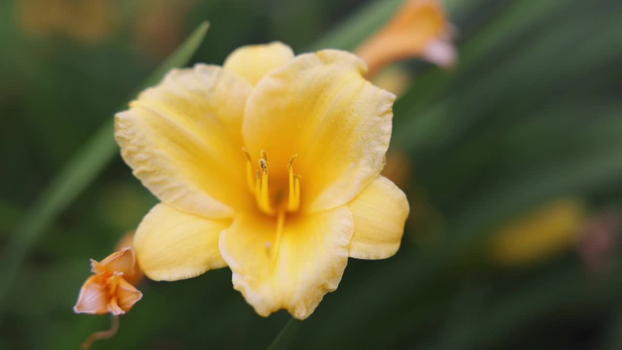 黄水仙花特写