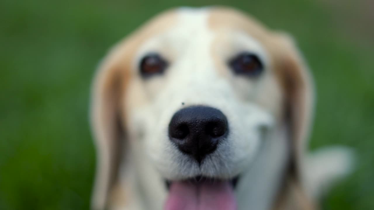 小猎犬在后院里的肖像。可爱的小狗躺在草地上自然的背景。狗和宠物的概念。