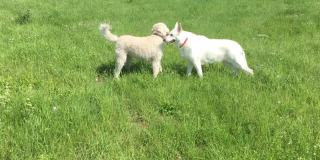 两只白色的狗在绿色的草地上玩耍和奔跑