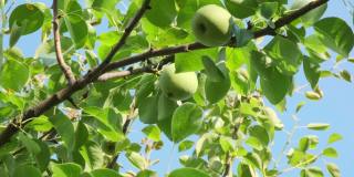 花园里的树上挂着未成熟的绿色梨子。