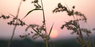 日落时湖旁草地的特写镜头