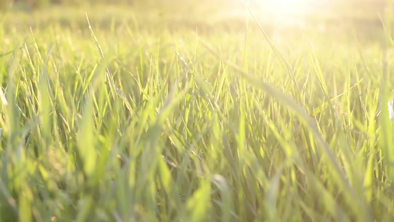 年轻多汁的绿色小草在温暖的落日的映衬下慢慢地从和风中移动