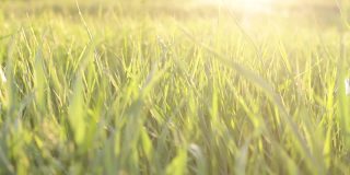 年轻多汁的绿色小草在温暖的落日的映衬下慢慢地从和风中移动
