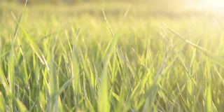 年轻多汁的绿色小草在温暖的落日的映衬下慢慢地从和风中移动