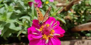 蝴蝶从花里吸蜂蜜的特写镜头