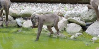 幼小的钻猴在水面上寻找食物