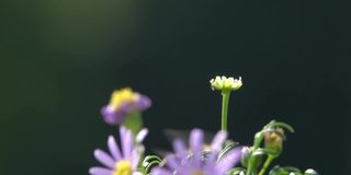 蜜蜂，在花上飞翔。