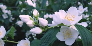 花枝闭合美丽的白色茉莉花与绿色的叶子和复制空间。4k自然植物香水香薰茶概念。
