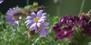 蜜蜂，在紫花上。