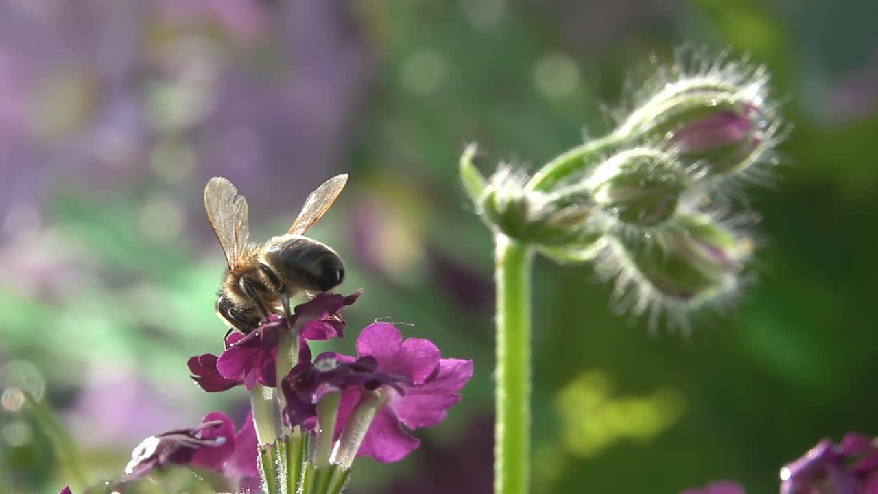 蜜蜂探访紫花。
