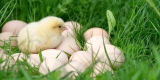 漂亮的小黄鸡坐在草地上，草地上有许多鸡蛋。