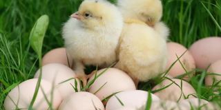 两只黄色的小鸡坐在草地上，许多鸡蛋在草地上。