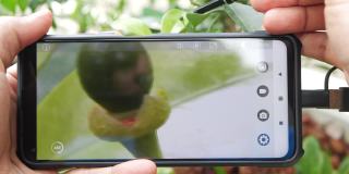 农民手里拿着手机，跟着菜叶的生长。蔬菜叶在近距离，技术在田间。农业
