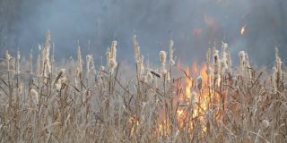 森林草原野火或风暴火灾的背景。大量的干草在火焰中燃烧。秋高气爽，灌木、草、树燃烧，风煽火