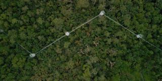 Lekki保护中心拥有非洲最长的树冠走道