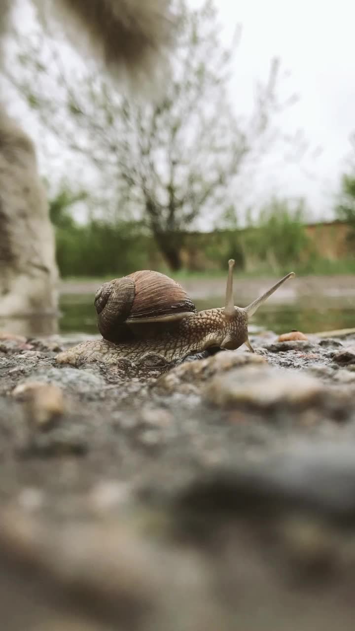 加速视频蜗牛爬行和视频反转
