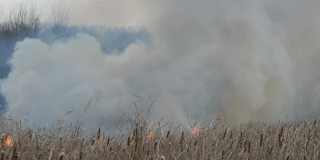 森林草原上野火冒出的浓烟。燃烧干草和灌木。被火焰燃烧的干芦苇