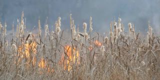 森林草原野火或风暴火灾的背景。大量的干草在火焰中燃烧。秋高气爽，灌木、草、树燃烧，风煽火