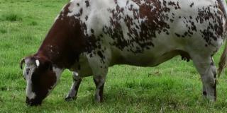 奶牛，放牧，视频，荷兰，欧洲