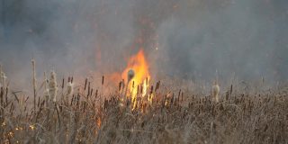巨大的风暴火焰燃烧着森林草原上的干草和灌木。自然火灾，自然灾害