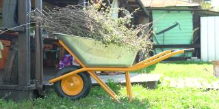 花园独轮车黄枝醋栗独轮车自然绿春夏人秋，收获。花园美化，工人种植独轮车花园独轮车享受泥土