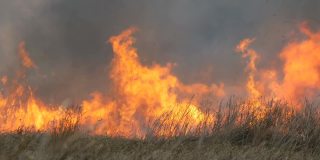 巨大的自然风暴点燃草原森林大火。燃烧的干草