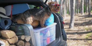 可爱的小猎犬戴着太阳镜，装在后备箱里准备露营
