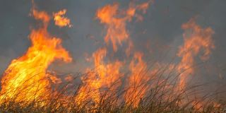 巨大的火焰燃烧着周围的自然。干燥的草原上的草被巨大的火焰燃烧着。森林草原的野火