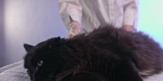 一只老黑猫躺在兽医的桌子上，这是宠物健康的概念