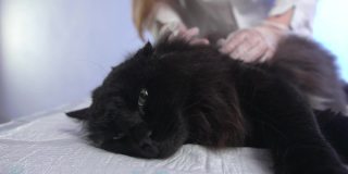 一只老黑猫躺在兽医治疗台上，医生正在给它清洗耳朵