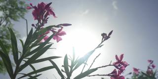 在一个炎热的夏天，加勒比海的花和阳光的低镜头