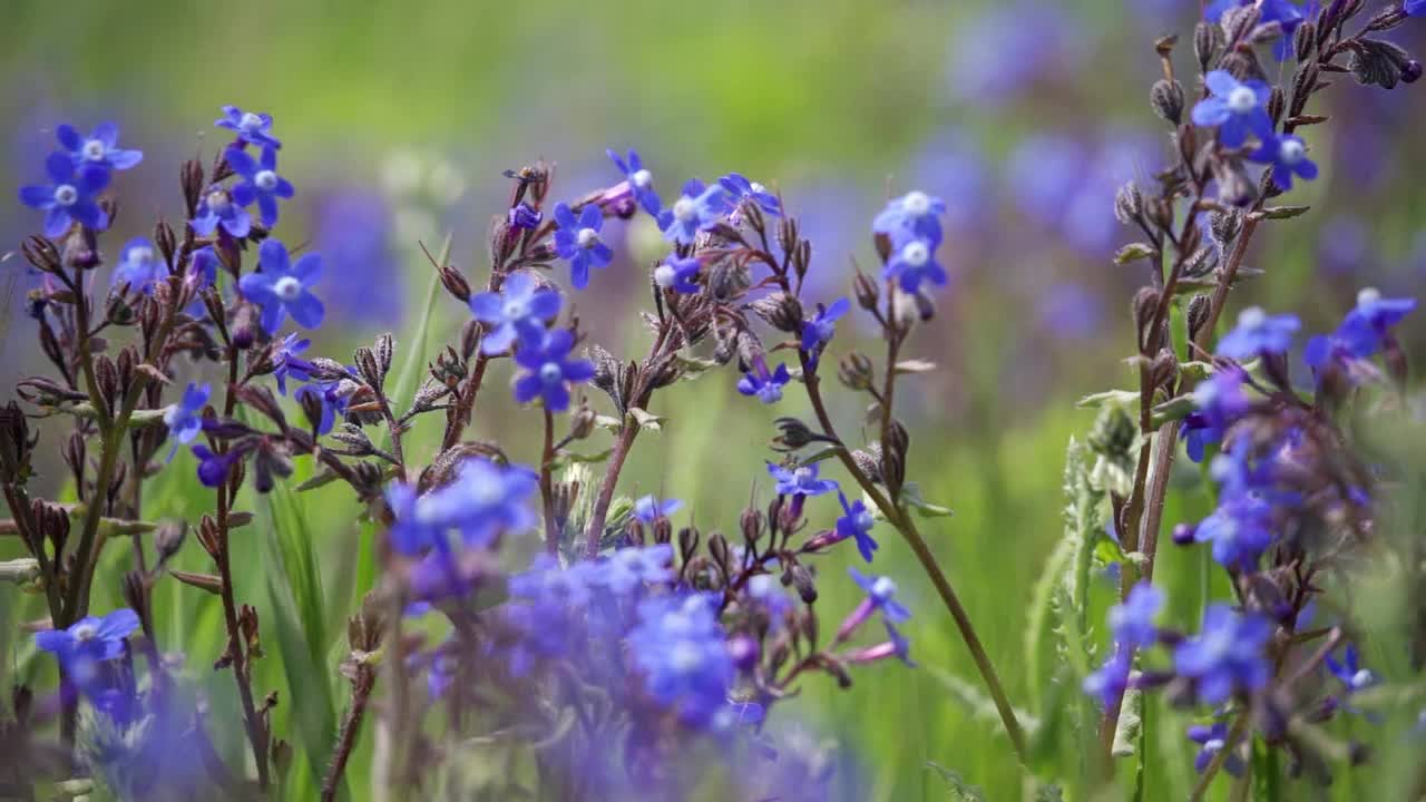 蓝色的野花。风吹香花。