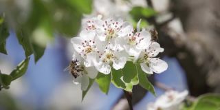 蜜蜂在苹果树的花丛中飞来飞去。白色芬芳的苹果花特写。温暖的春天。