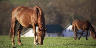 马在村舍的背景下吃着新鲜的草。质朴的浪漫。牲畜。