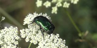 蓍草上的五月甲虫。其特征是相当大的尺寸可达31.5毫米，身体呈凸的椭圆形，有时头部和前庭有淡绿色。