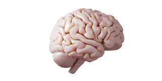 在白色背景医学概念图像上分离的人脑解剖模型三维光滑脑渲染